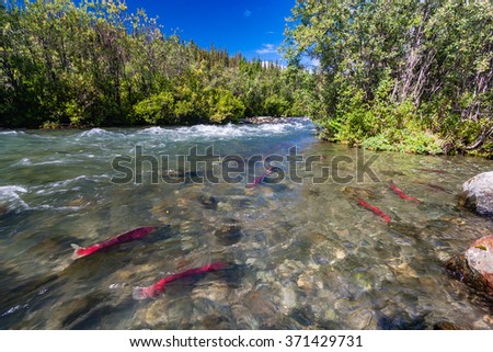 These sockeye aka red salmon swam up the Copper River hundreds of miles to reach these spawning grounds Royalty-Free Stock Photo #371429731