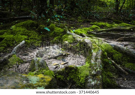 Landscape of deep forest. roots with moss plant. tropical rain forest