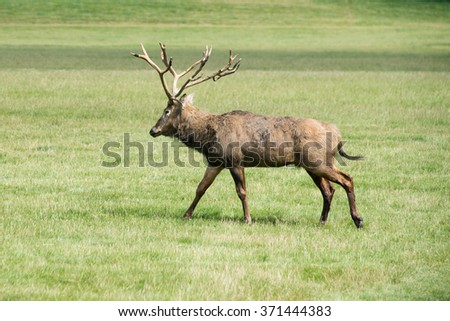 A stag walking through a field