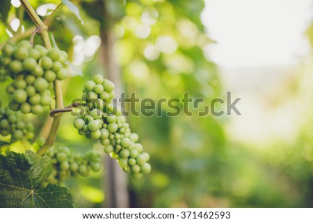 Grapes in vine Royalty-Free Stock Photo #371462593