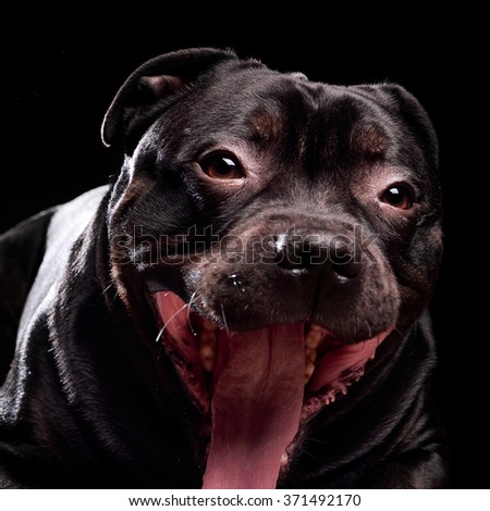 Portrait of a dog