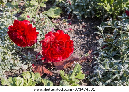 Red persian buttercup flowers (ranunculus) in flower garden.