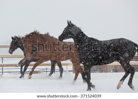 Three horses have fun during snowfall