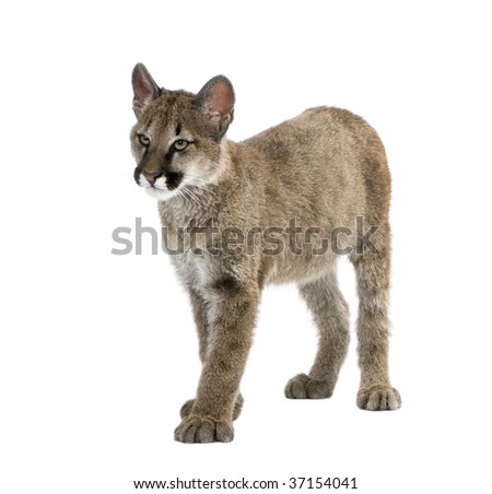 Puma cub, Puma concolor, 3 to 5 months old, in front of a white background