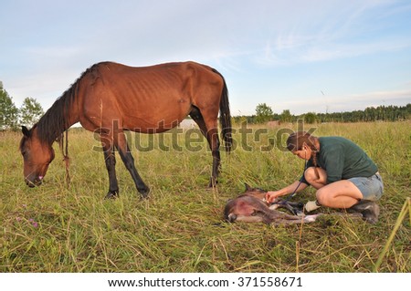 Woman worker in the field with a newborn foal. Veterinary care