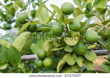 many lime fruit, Lime green tree hanging from the branches of it