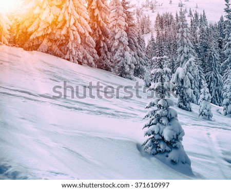 fir-trees covered by snow. natural winter background. vintage toned picture