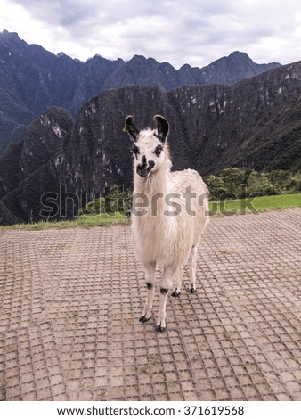Cute llama posing for picture