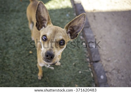 Chihuahua Dog looking into the camera 