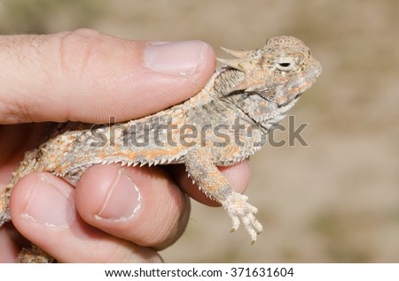 A biologist holding an adult desert horned lizard in the mojave desert. 