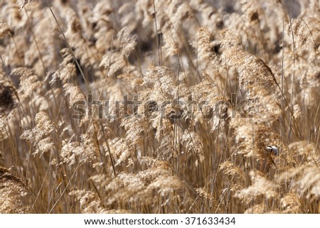   photographed close-up of yellowed grass, close-up, small depth of field