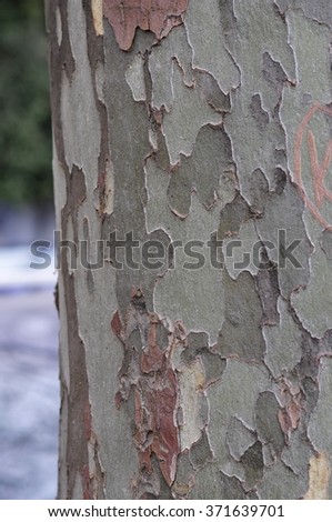 eucalyptus tree bark camouflage,Figure bark eucalyptus complete resemblance to army clothing