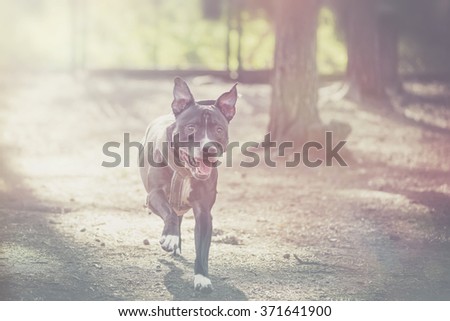 Happy American staffordshire terrier or Amstaff running towards the photographer in a kennel with flapping ears. Filters applied