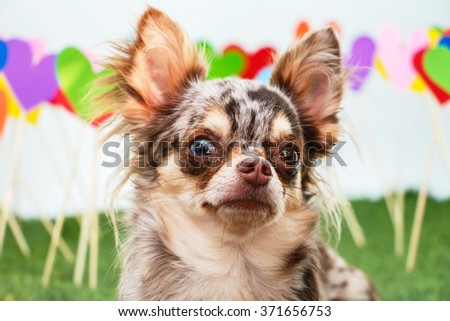 Chihuahua dog standing on a white background with many multicolored balls.