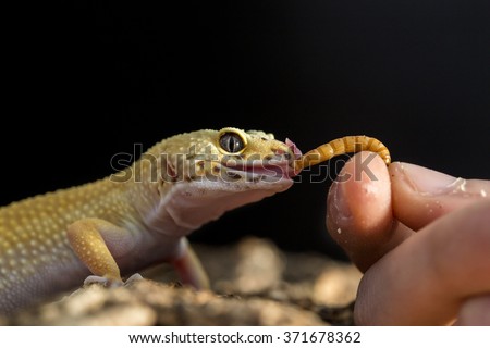 Closeup of a leopard gecko, Eublepharis macularius eating a mealworm from the hand Royalty-Free Stock Photo #371678362