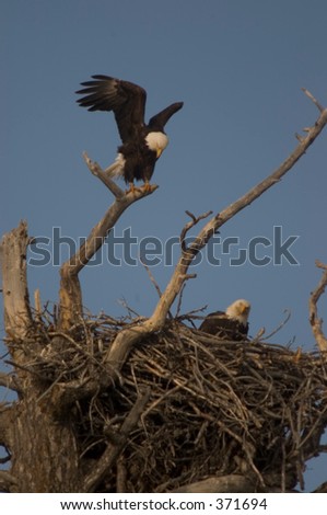 Bald eagle guarding nest