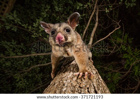 Brush tail possum in Australia climbing down tree