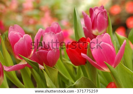 Tulip. Beautiful Bouquet Of Tulips. Colorful Tulips.