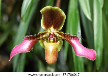this is Paphiopedilum Hirsutissimum wild orchid in thailand