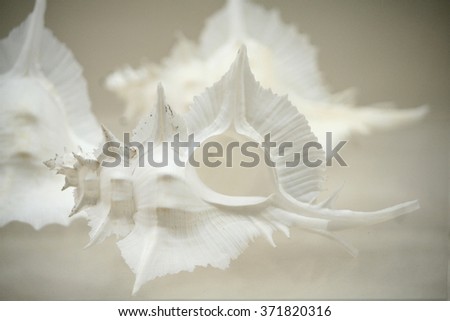 Low key picture of white beautiful seashell