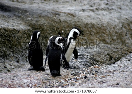 Penguins at boulders beach