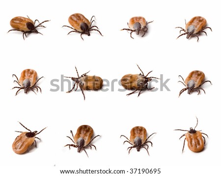 Few different shots of tick (Ixodes ricinus) on white background Royalty-Free Stock Photo #37190695