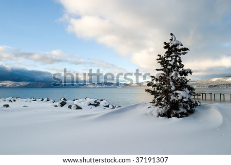 Tree Snow Lake Tahoe, California