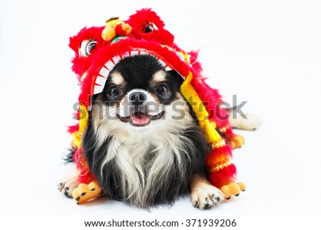 Chihuahua dog wearing a red dress  lion lying on a white background.