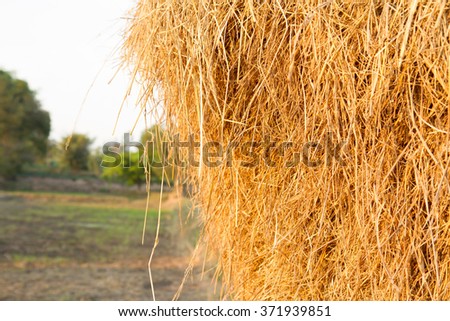 Yellow straw farm texture background