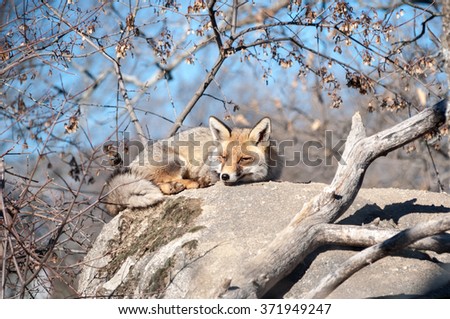 Fox lying on a rock resting under the hot sun a warm autumn day 