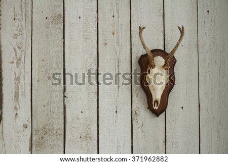 Goat scull with horns hanging on white wooden wall as a hunters trophy