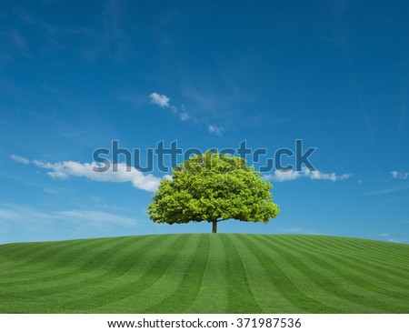 Green Field with Blue Sky and Tree on Horizon