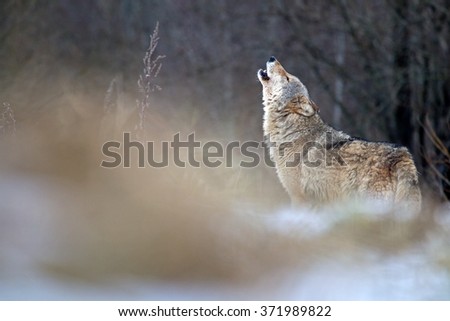 Howling wolf in Belarus

 Royalty-Free Stock Photo #371989822