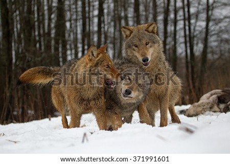 Wolves family in the snow Belarus

 Royalty-Free Stock Photo #371991601