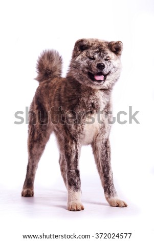 One dog of akita breed standing on white isolated background. Vertical.