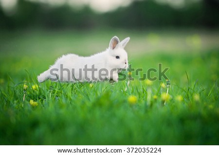 Little funny rabbit running on the field in summer