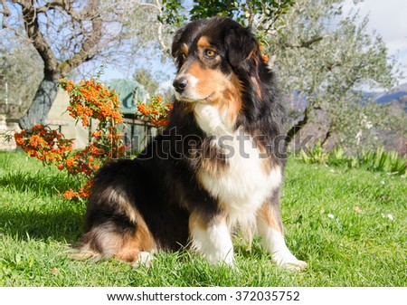 Australian Shepherd dog posing in the garden.