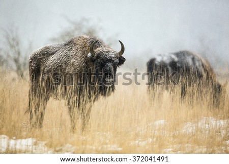 European bison. The bison in a snowy grassland.
