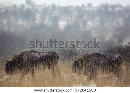 European bison. The bison couple in a snowy grassland.