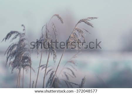 Dry grass in spring time, Poland.

