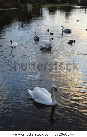 Swans and ducks in Lake