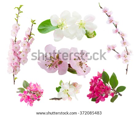 Spring flowers set  -  fresh flowers  tree twigs with blooming spring flowers isolated on white background