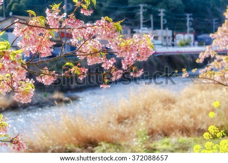 Kawazu-zakura Cherry Blossom