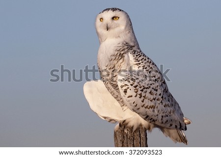 Picture Perfect

Snowy Owl