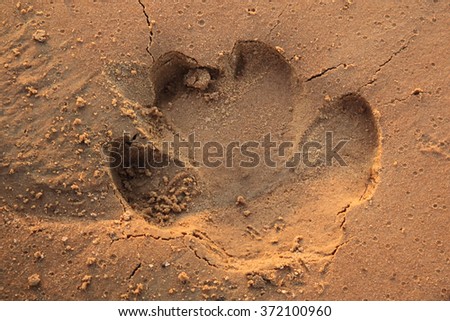 Hippo track in the sand on the riverbank. Imprint of a hippopotamus in the sand.