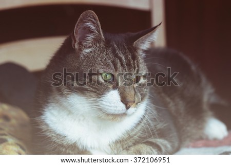 Portrait of cat, one eye hurts
