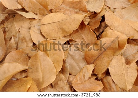 macro shot of dried old leaves representing autumn