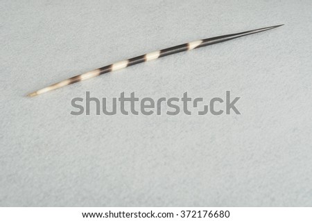 A porcupine spine isolated against a white background