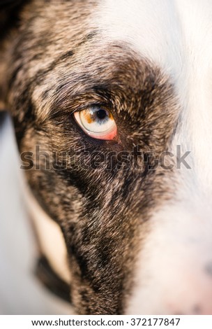 Intense Canine Dog Wolf Animal Eye Pupil Unique Color