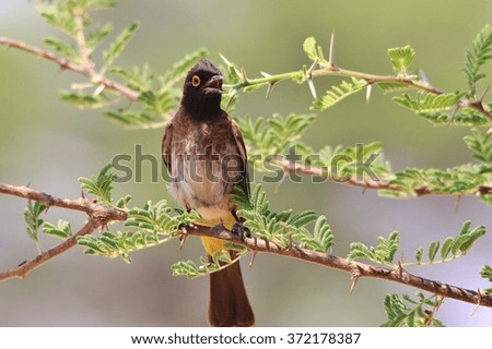 Red Eyed Bulbul - African Wild Bird Background - Colors in Nature
